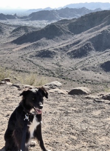 Mustang Sally takes a break on the Shaw Butte trail in the Phoenix Mountain Preserve